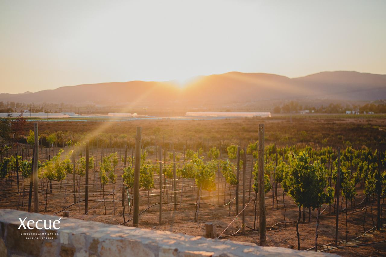 Vinos Xecue Hotel Ensenada Ngoại thất bức ảnh